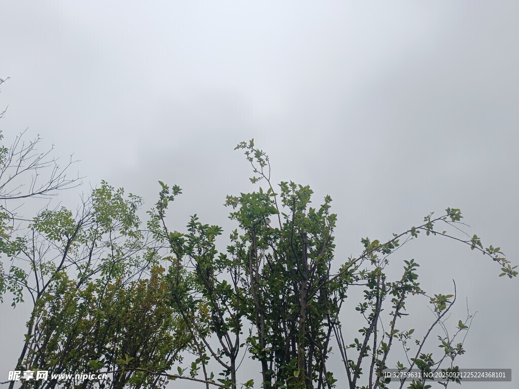 陰天中的綠植樹(shù)梢