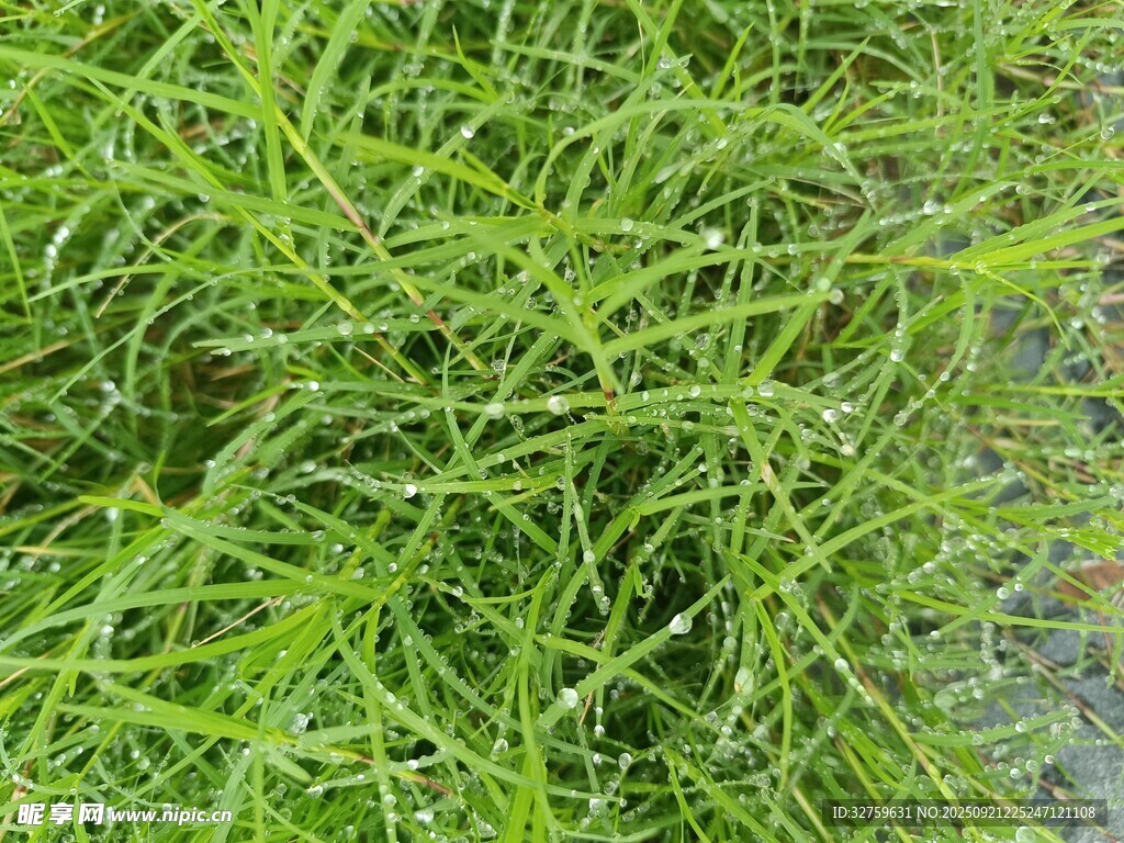 翠綠茂密的生機(jī)草地