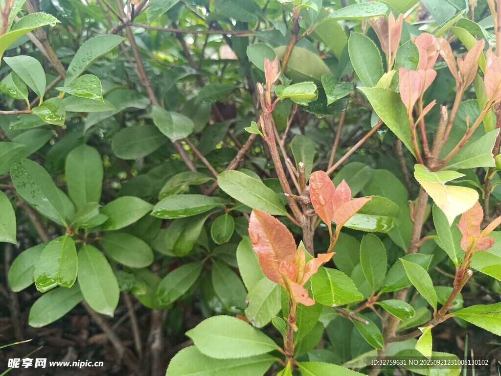 綠葉間的橙紅新枝