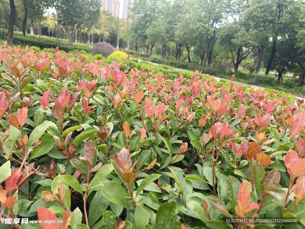 多彩花卉植物景觀