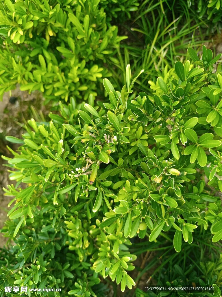 翠綠生機(jī)盎然的植物景觀