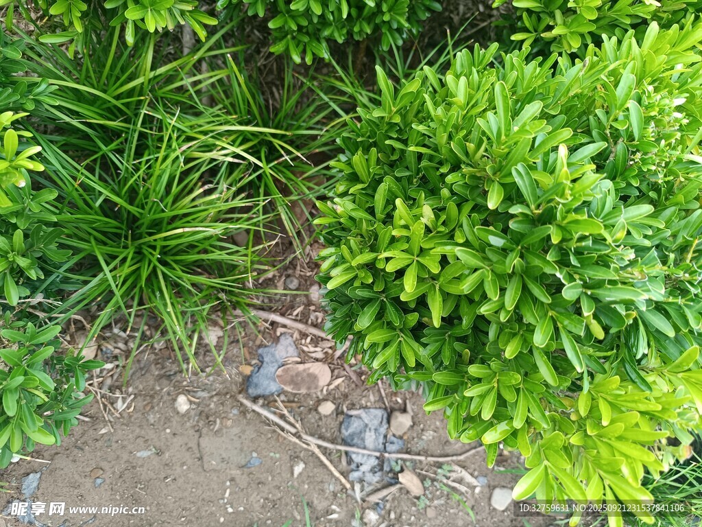 綠意盎然的植物景觀