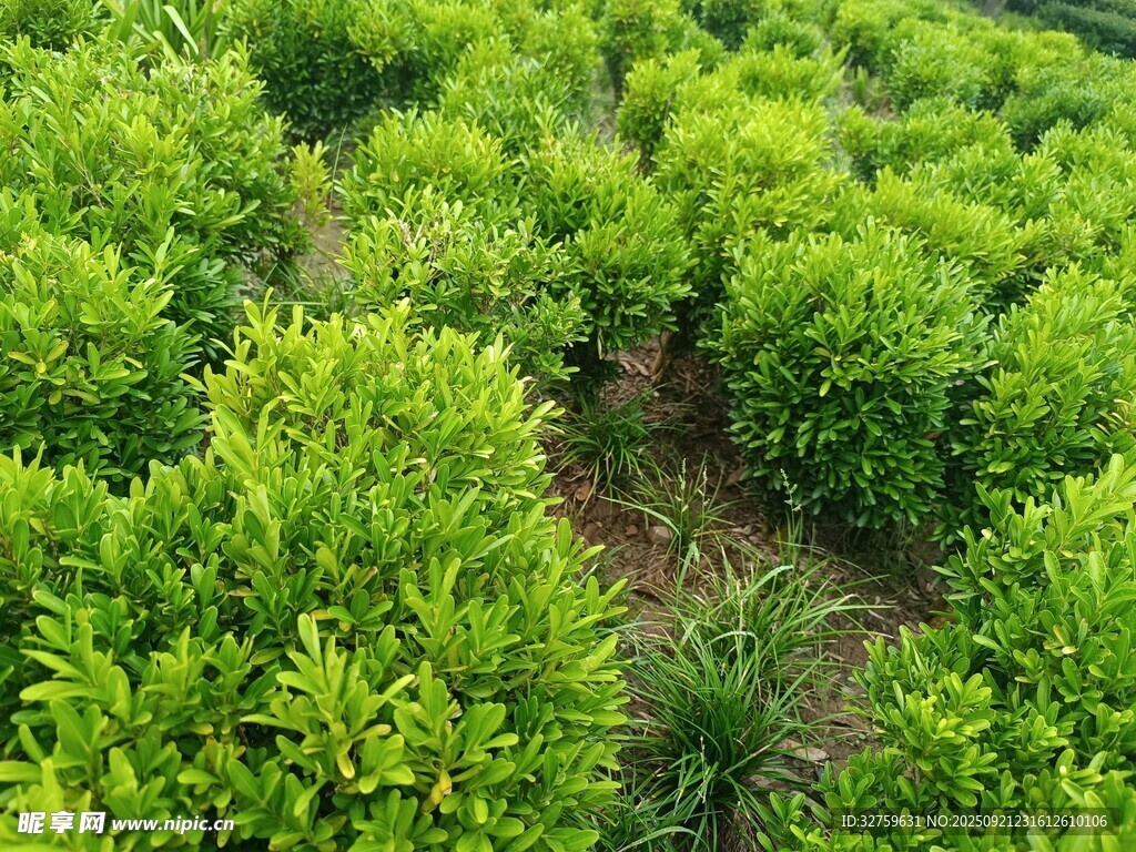 翠綠繁茂的灌木叢景觀