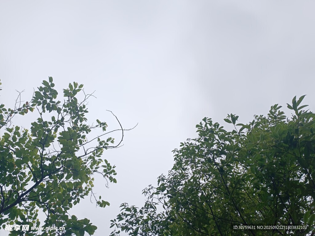 樹梢上的天空