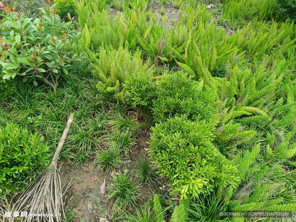 綠意盎然的野外植物景觀