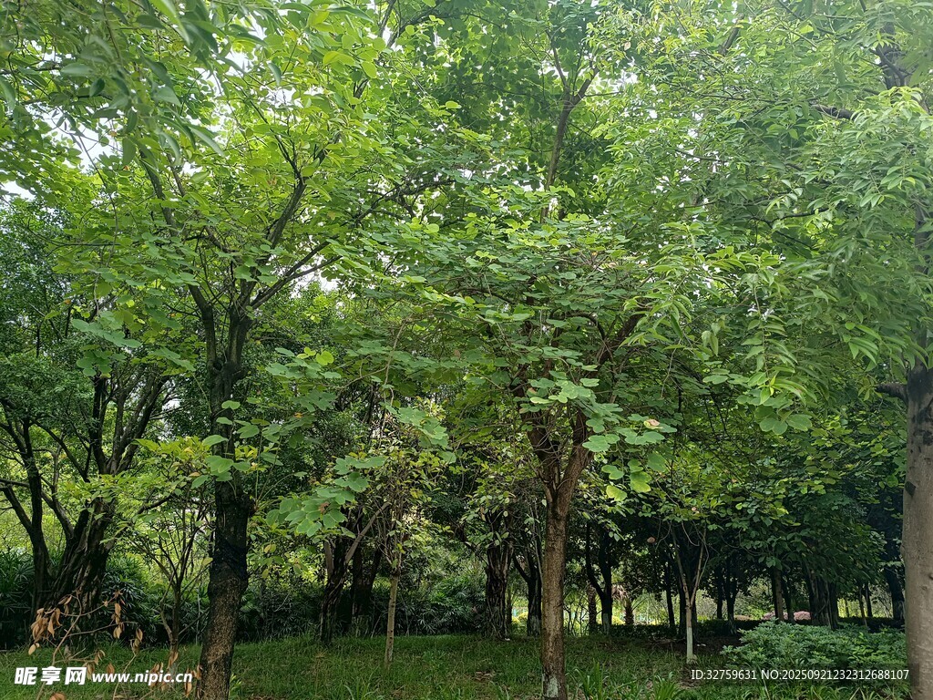 夏日蔥郁樹林景觀