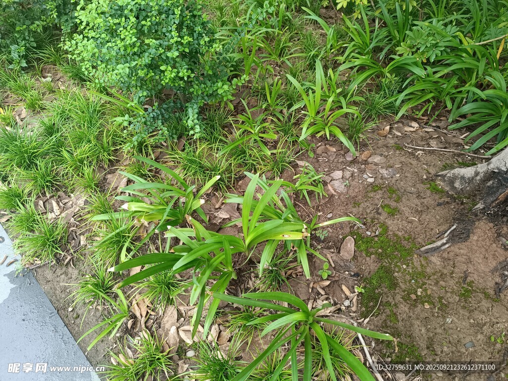 路邊生長的綠色植物