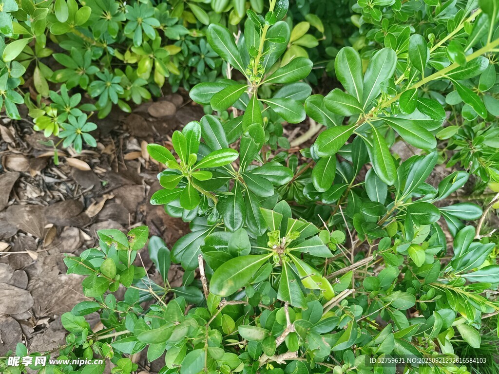 綠葉植物近景特寫