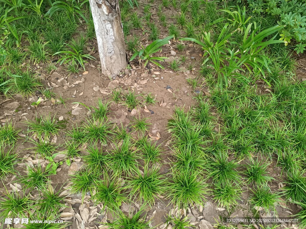 樹下綠植與紫色小花景象