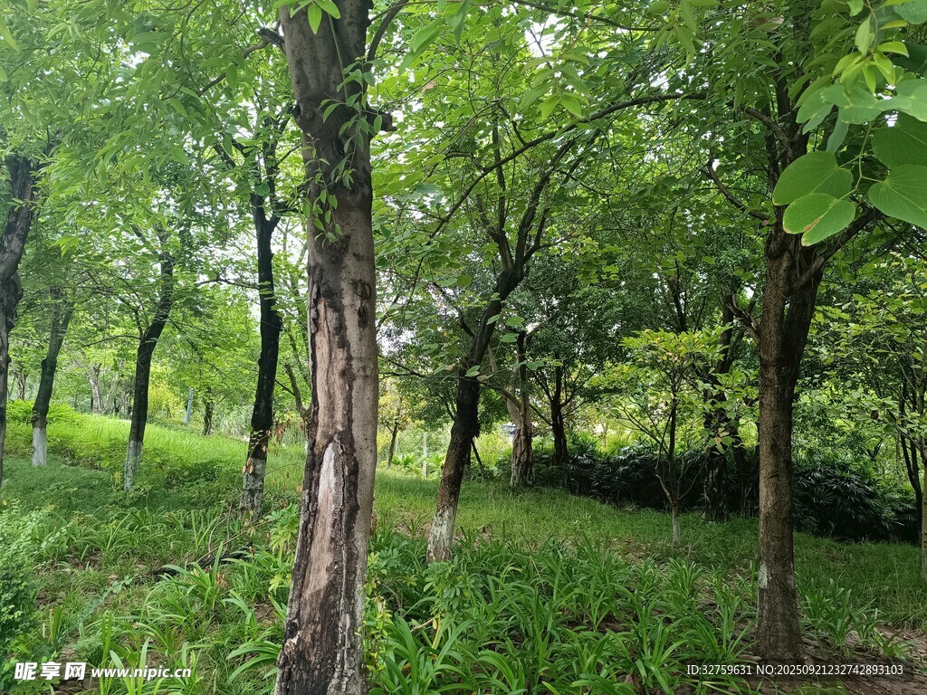 綠意盎然的林間景致