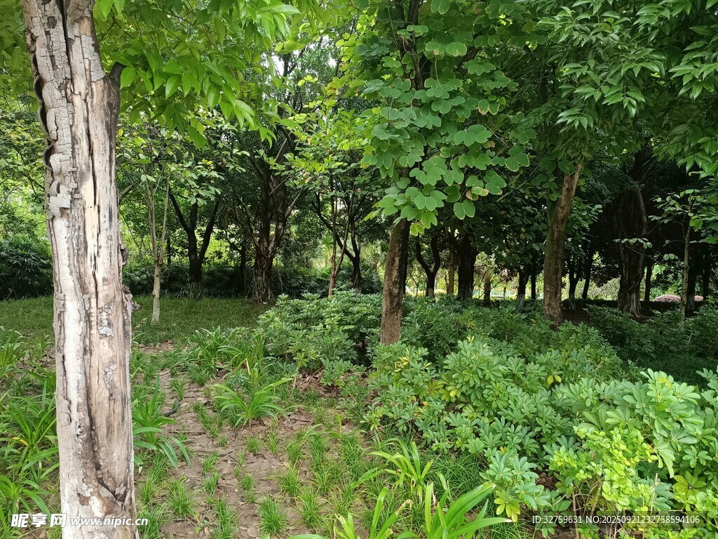 林間綠意盎然的自然景象
