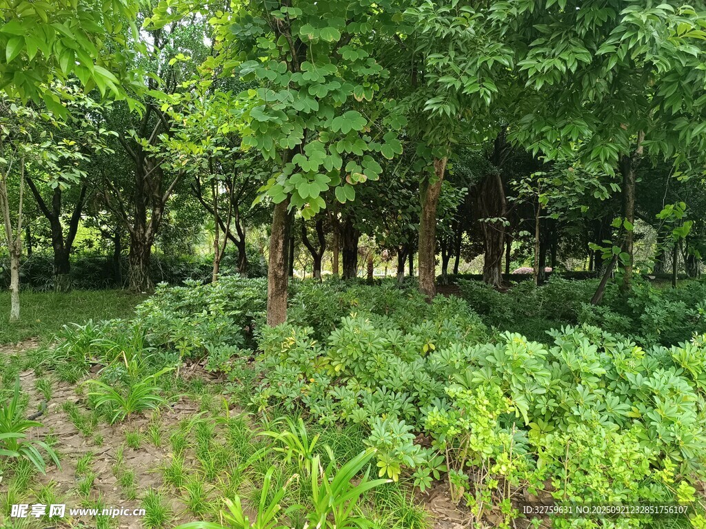 茂密樹林中的繁茂綠植