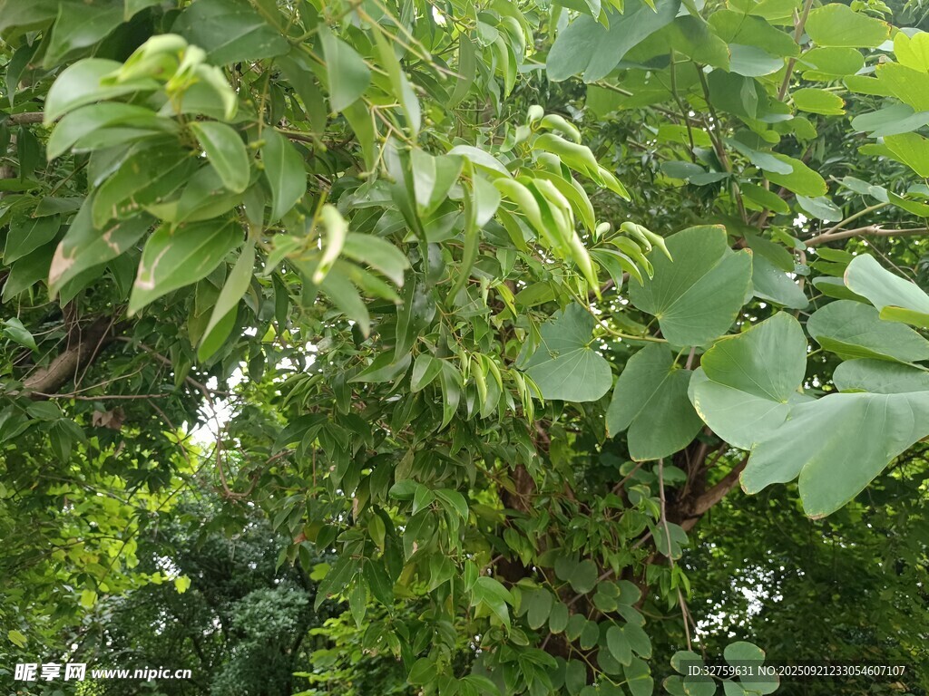 繁茂綠葉展現(xiàn)自然生機(jī)