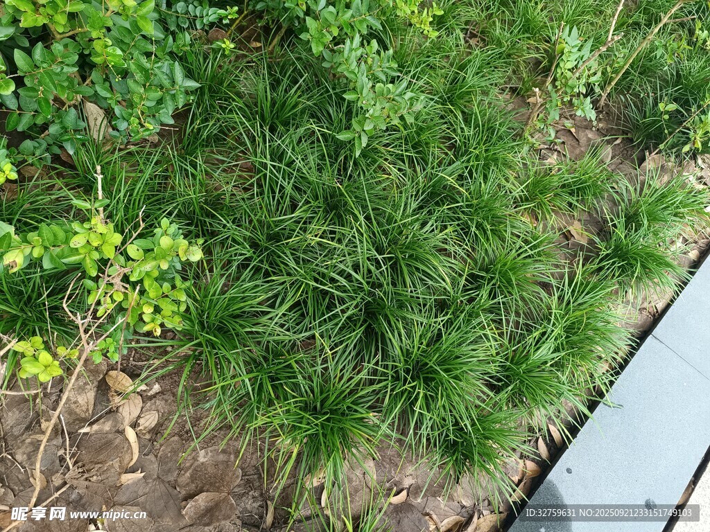 翠綠草叢與周邊綠植景觀