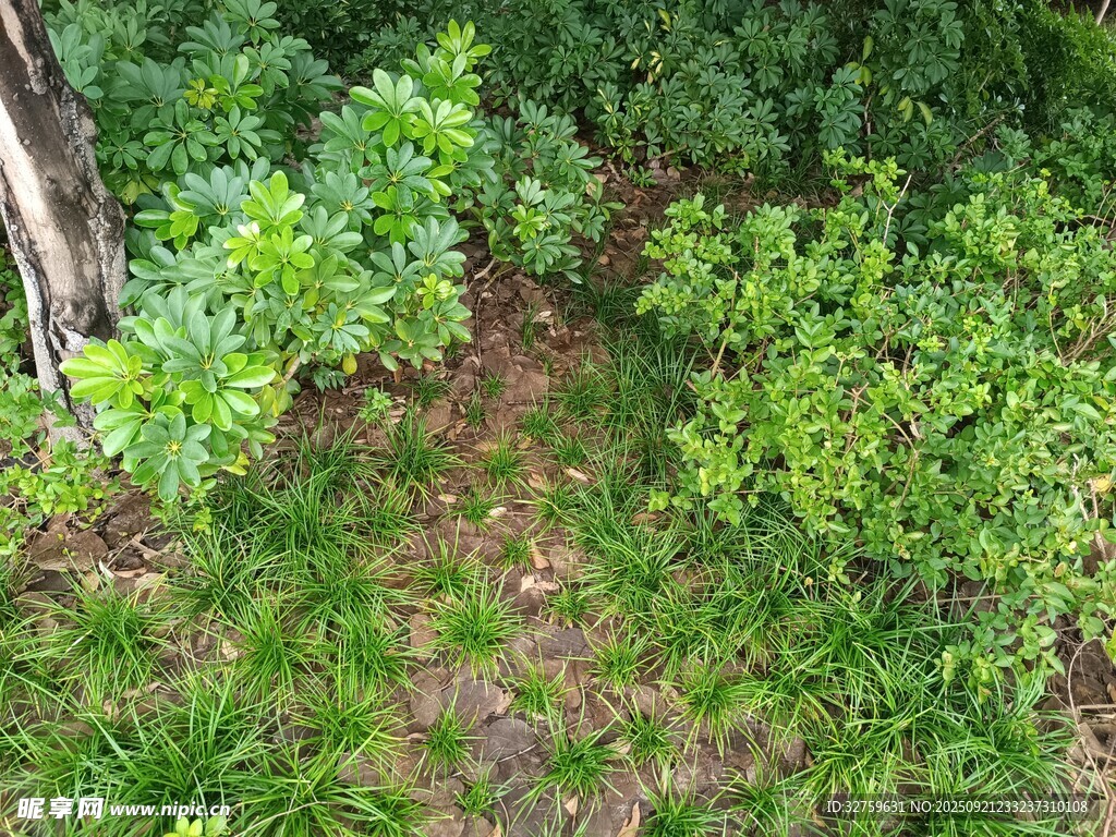 俯瞰翠綠繁茂的植物景觀