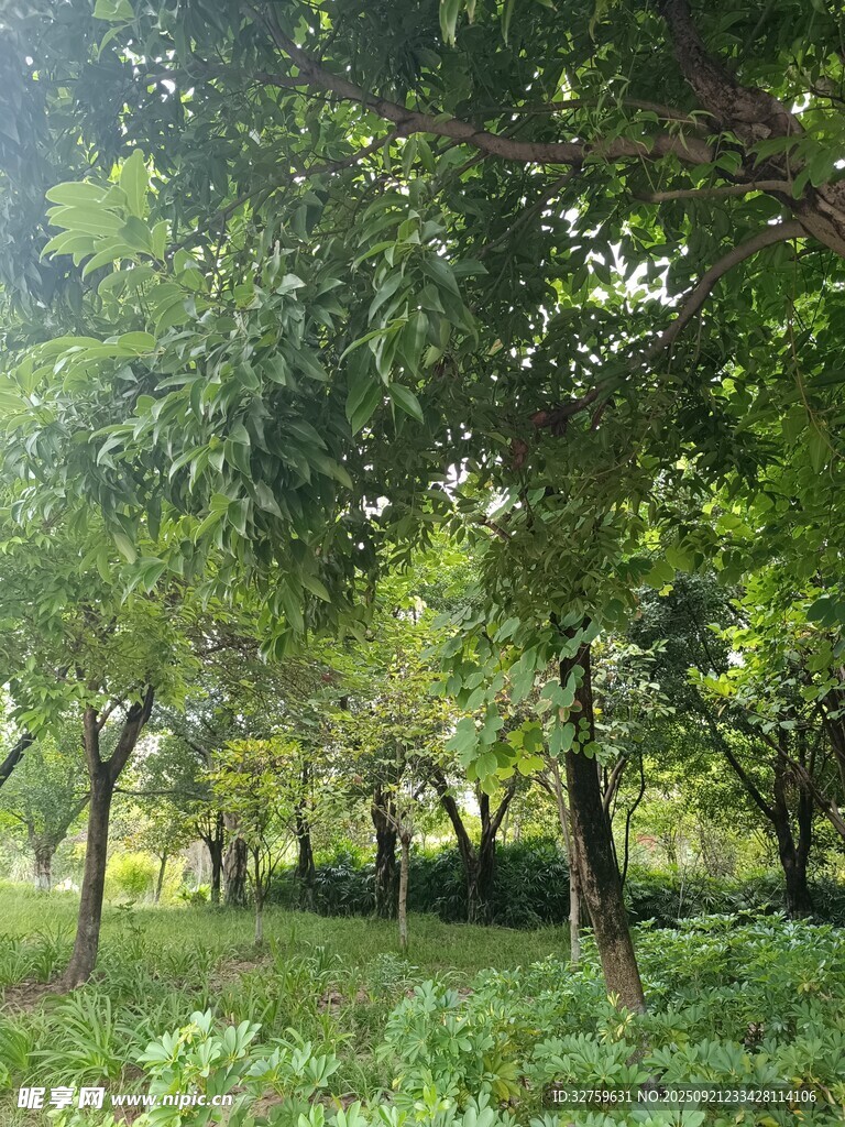 夏日林間綠意盎然