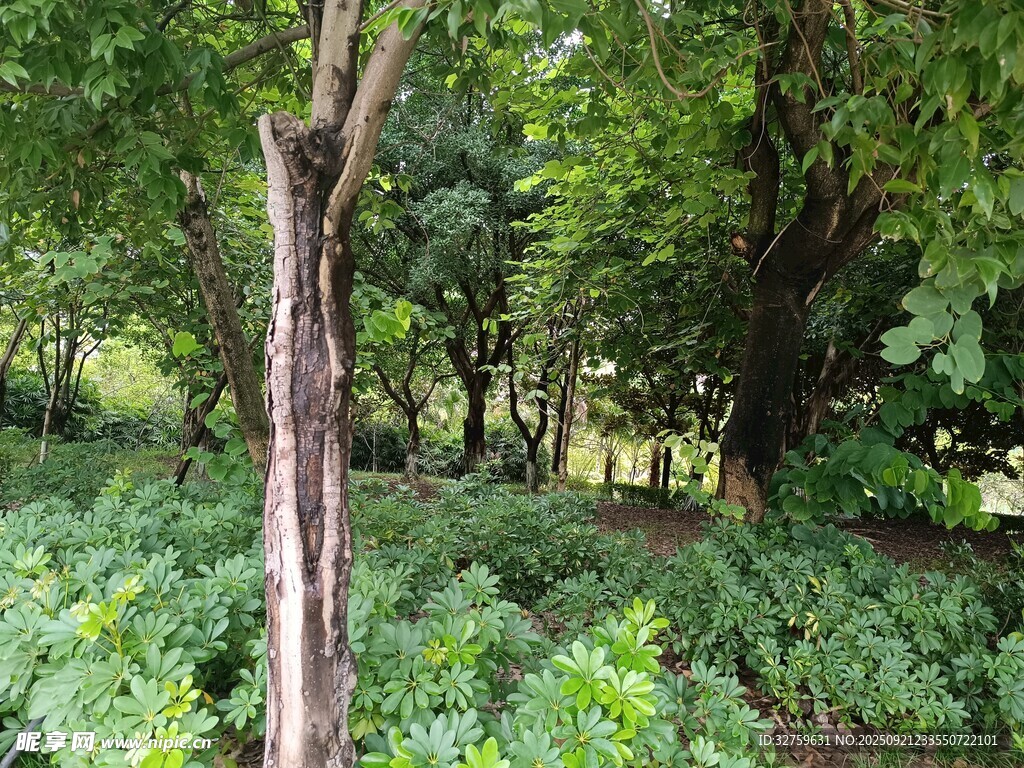 茂密樹林中的繁茂植被