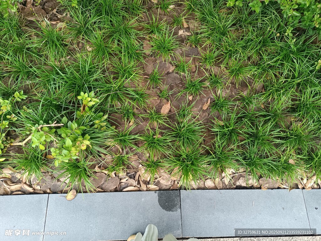 路邊草地與灰色石板景觀