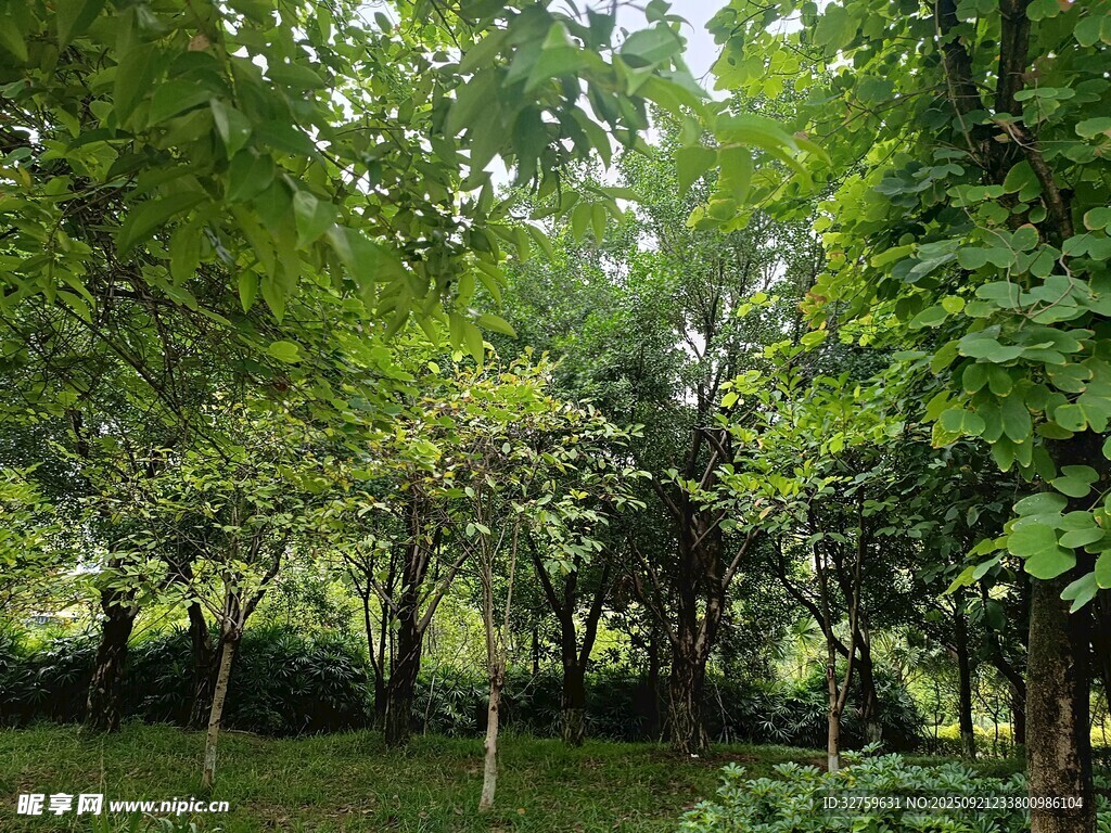 綠意盎然的森林景觀