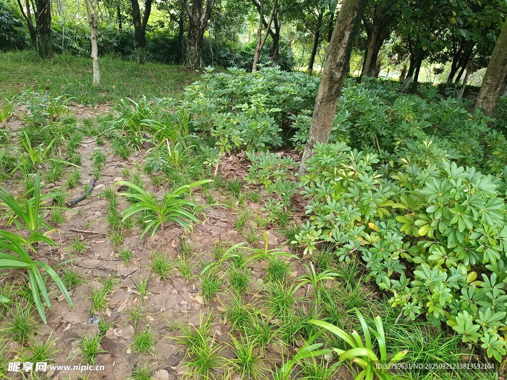 林間繁茂綠植景觀