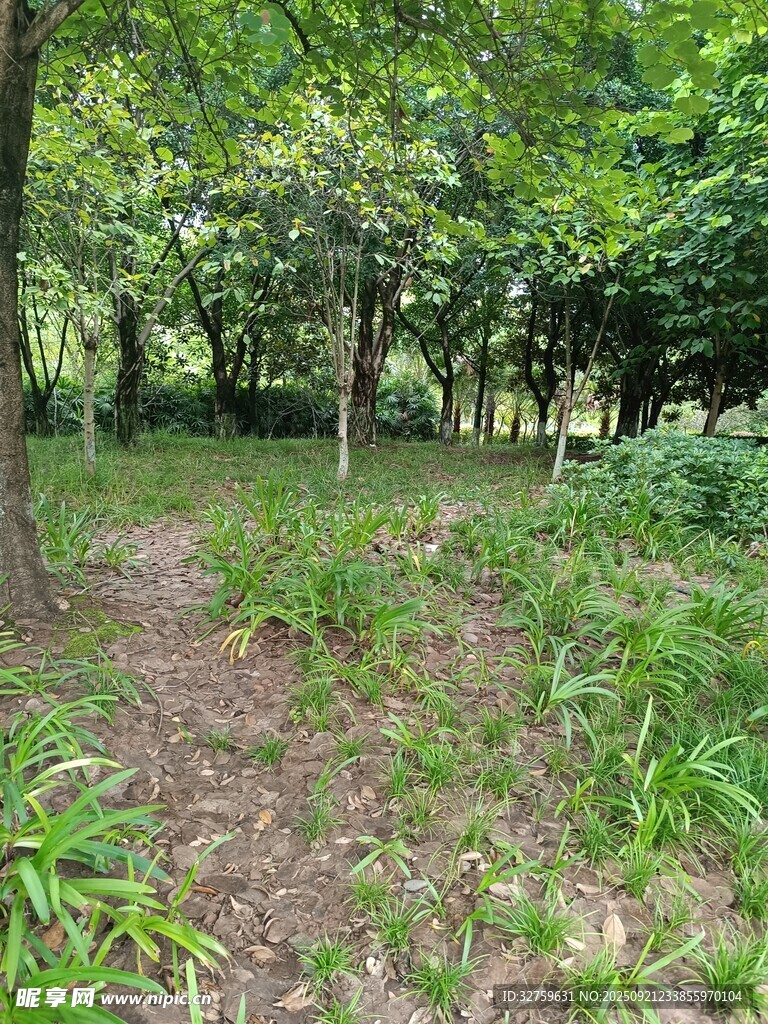 林間綠意盎然的自然小徑