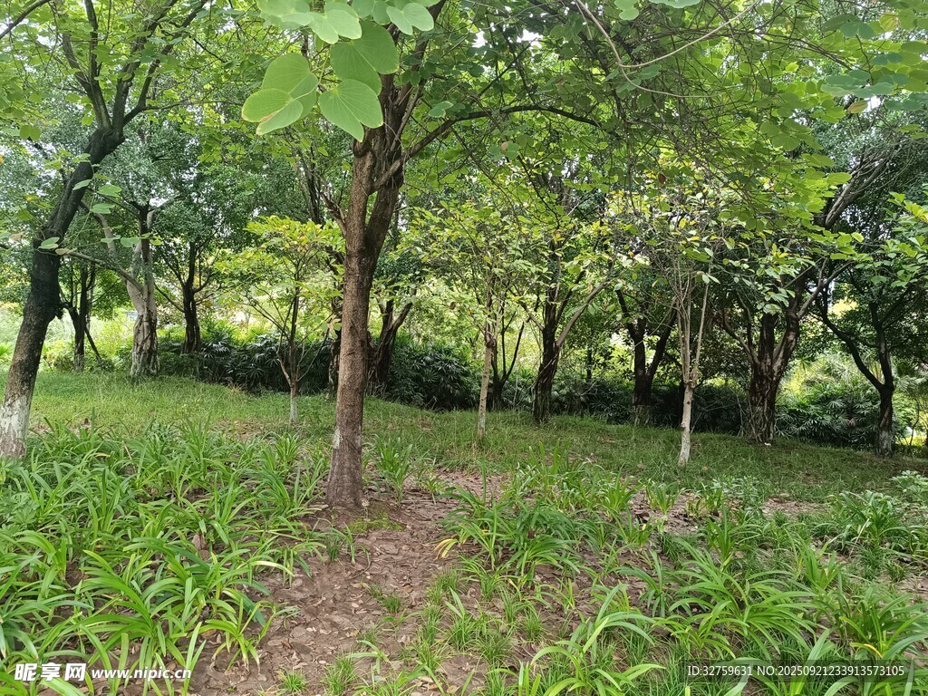 林間小徑
