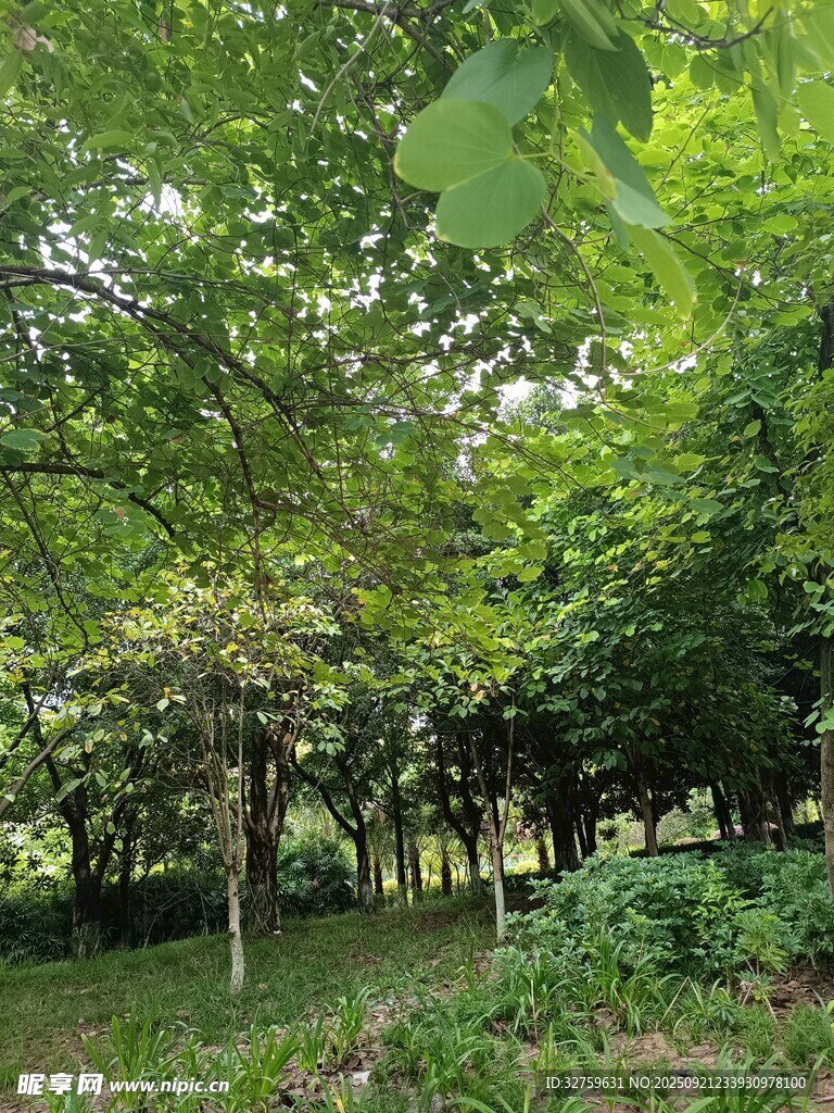 綠意盎然的林間景致