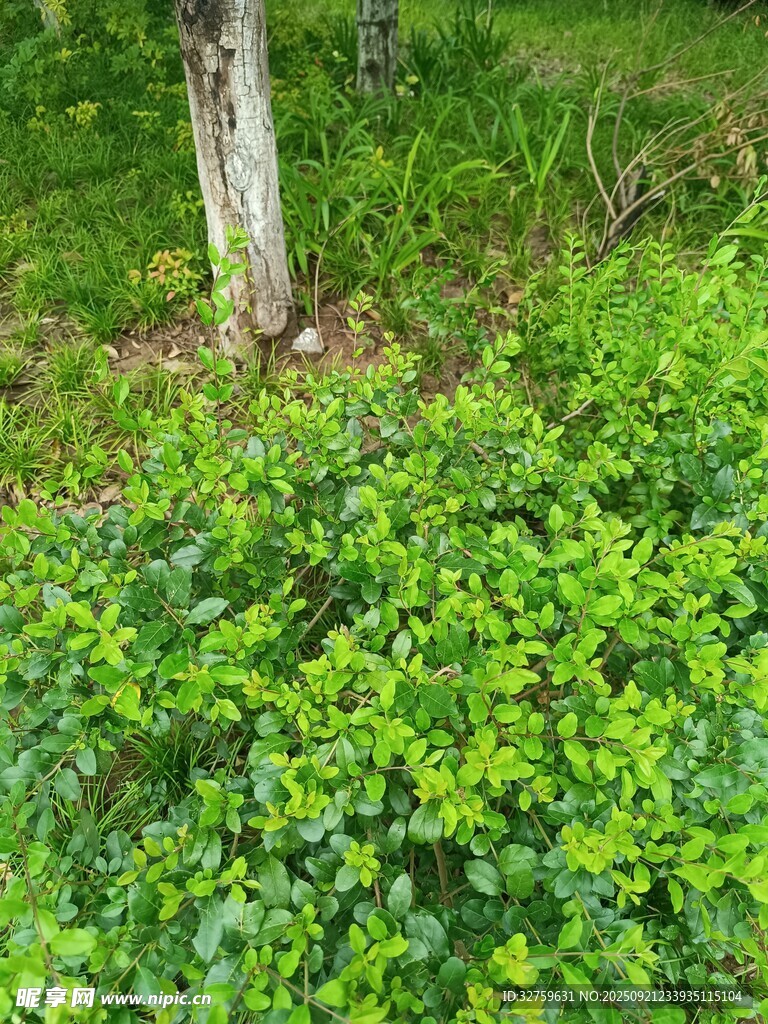 綠意盎然的樹下繁茂植被