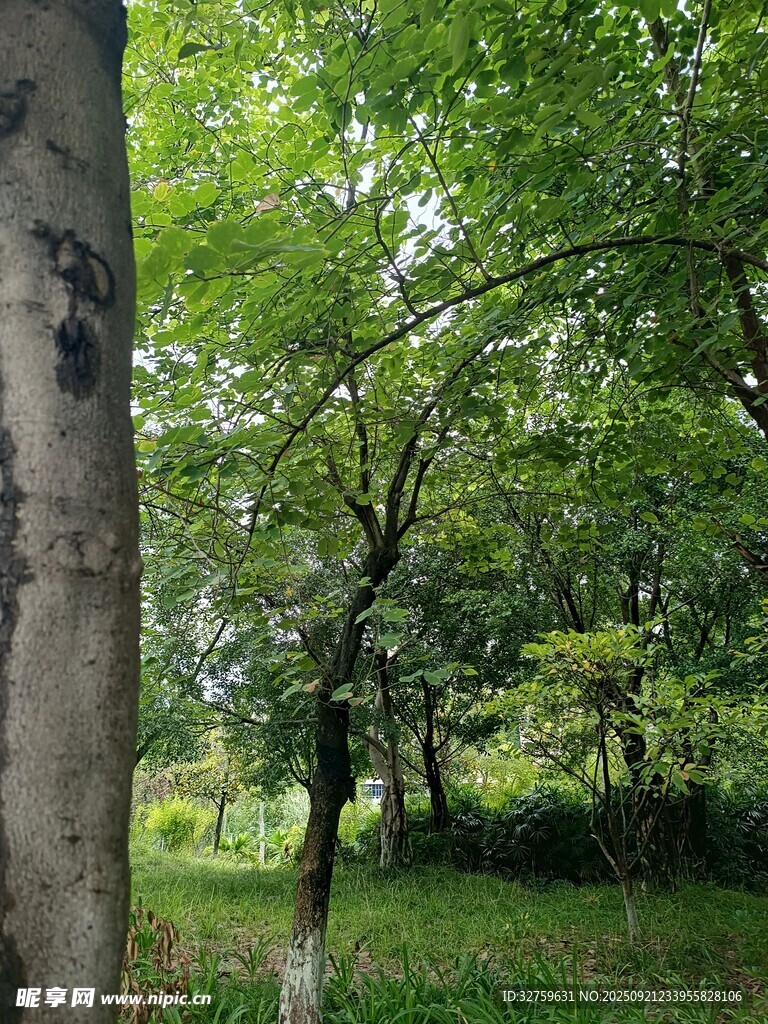 林間綠意盎然的繁茂景象