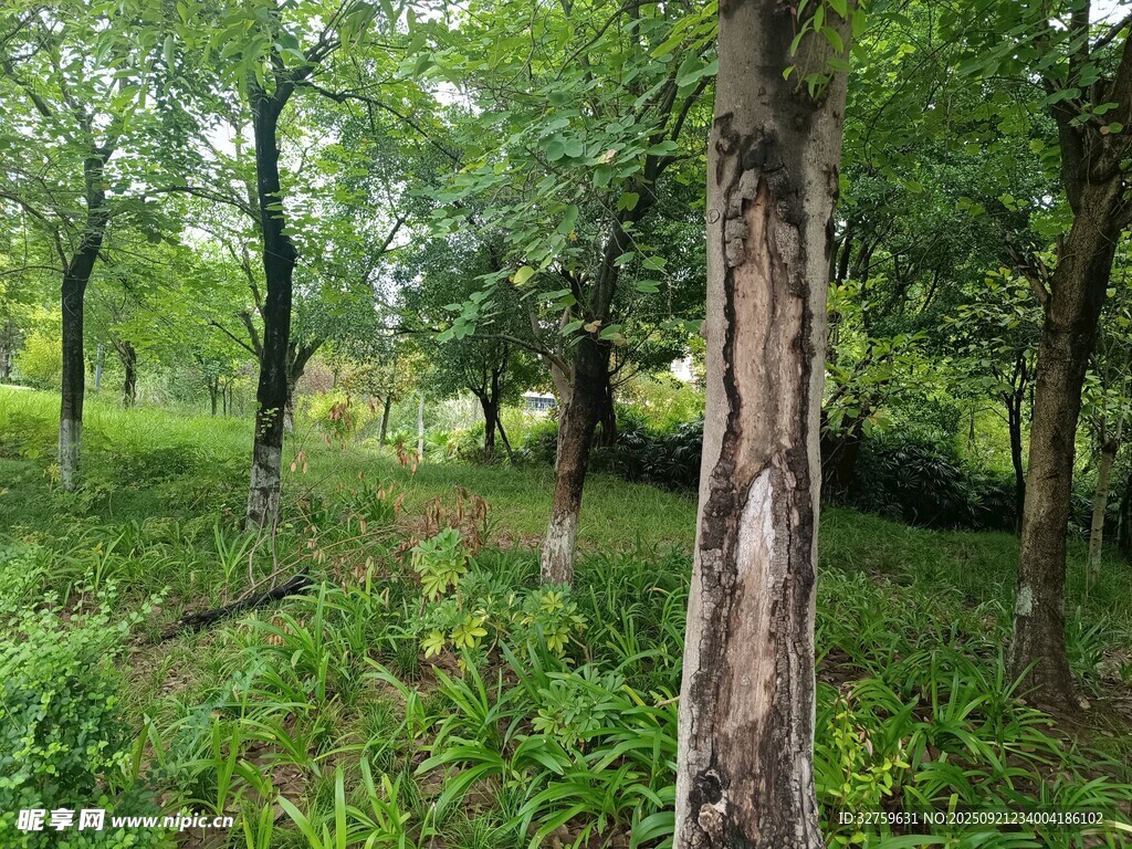 茂密樹林中的自然景致