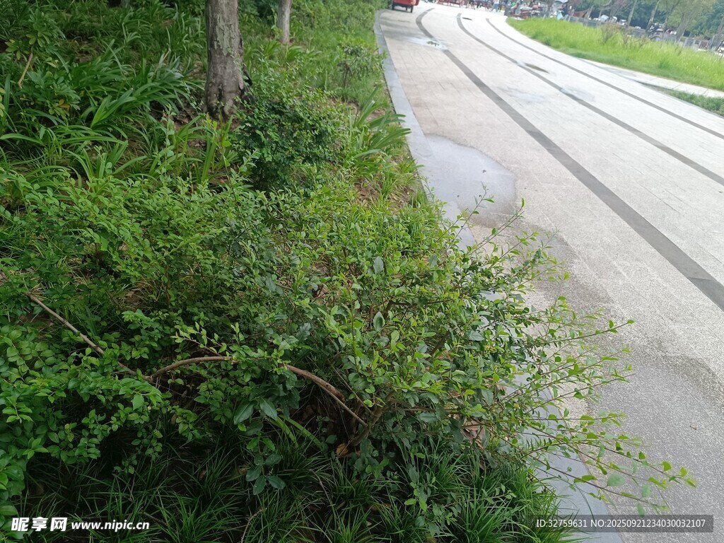 路邊綠植與延伸的道路