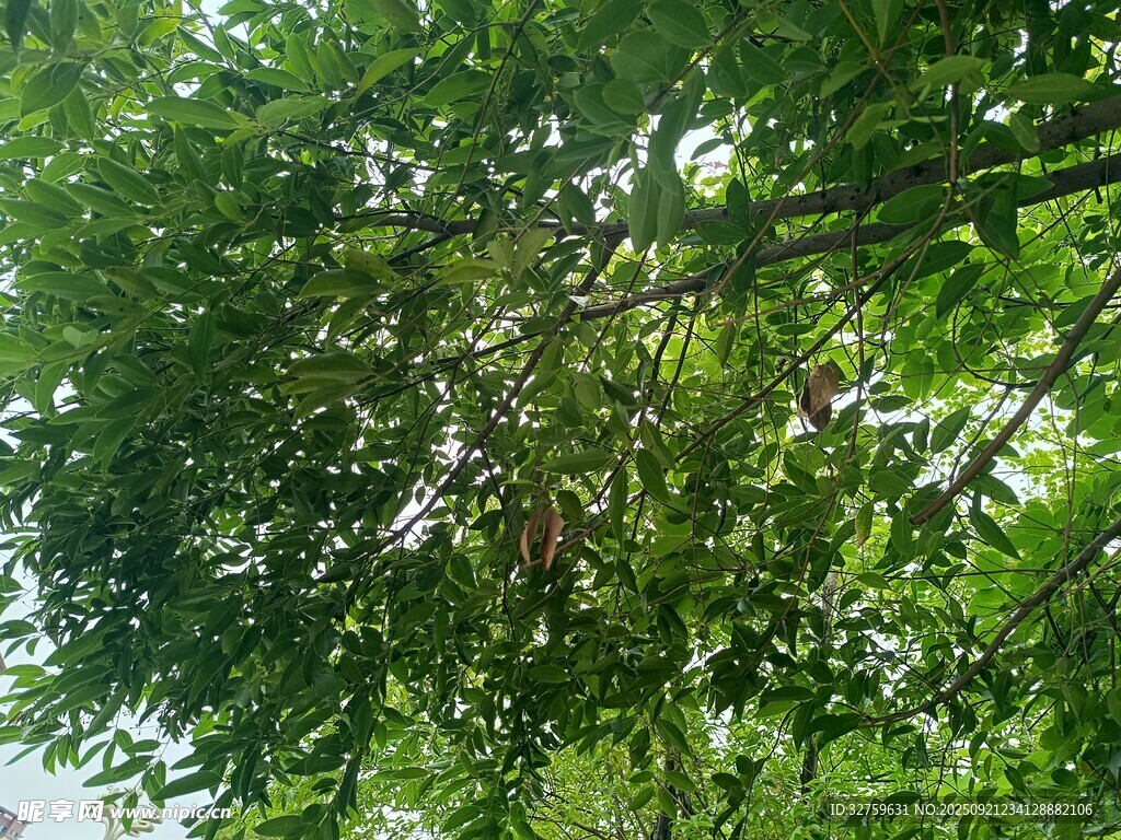 綠葉間的多彩鳥兒