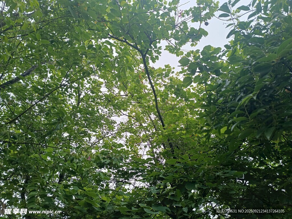 仰視茂密樹林綠意盎然