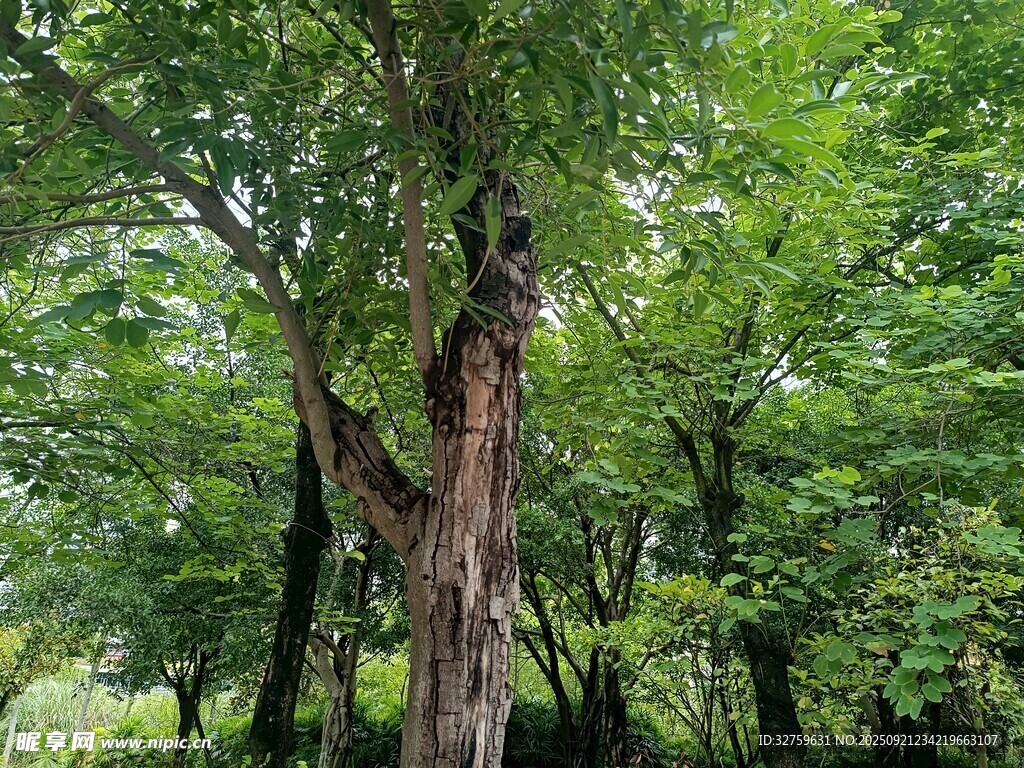 茂密樹林中的粗壯樹木