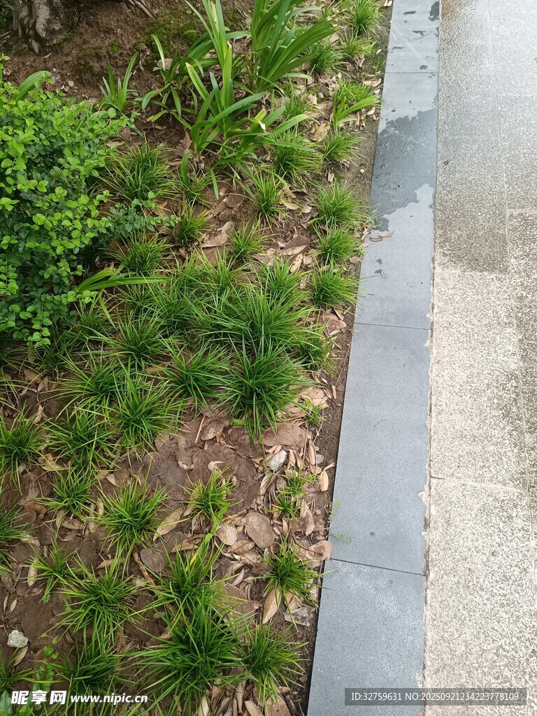 路邊綠植景觀