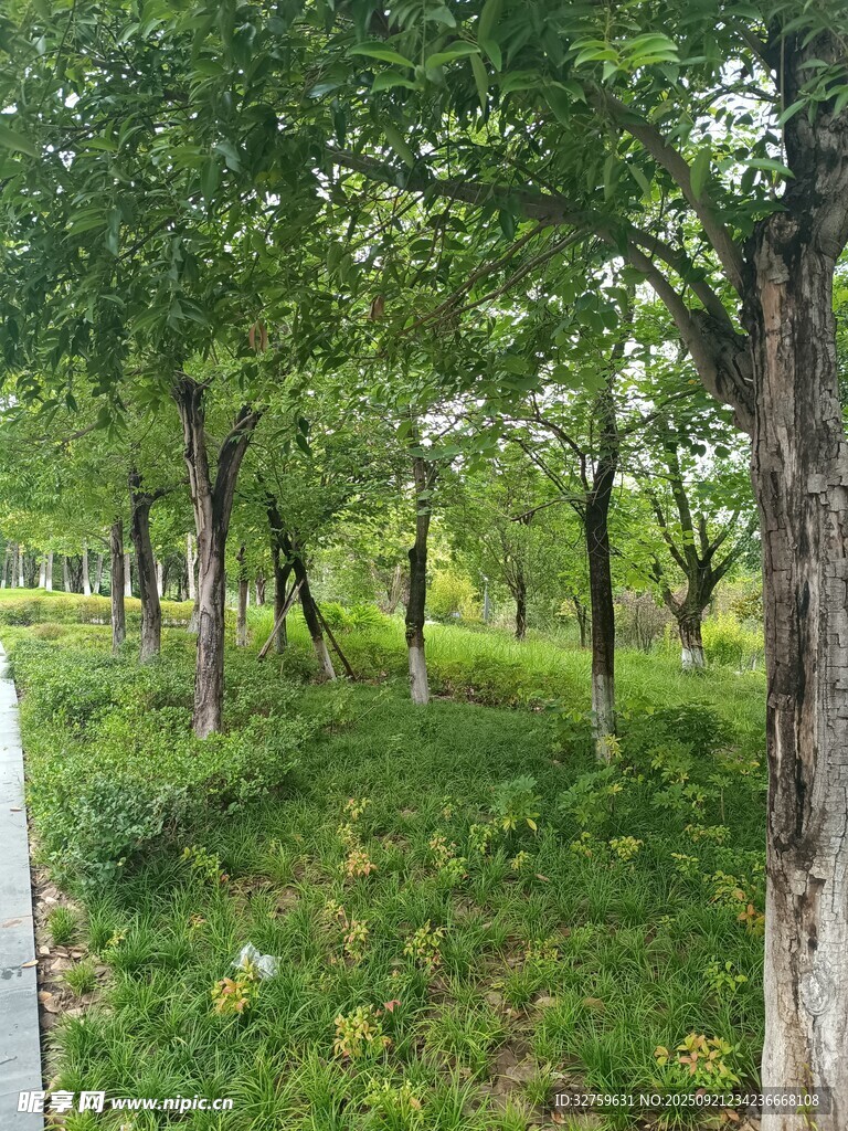 林間綠意盎然的靜謐景致