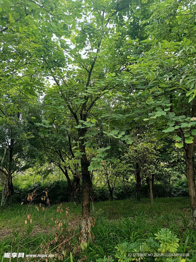 茂密綠意盎然的森林景象