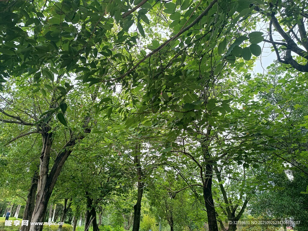 夏日蔥郁樹林景觀