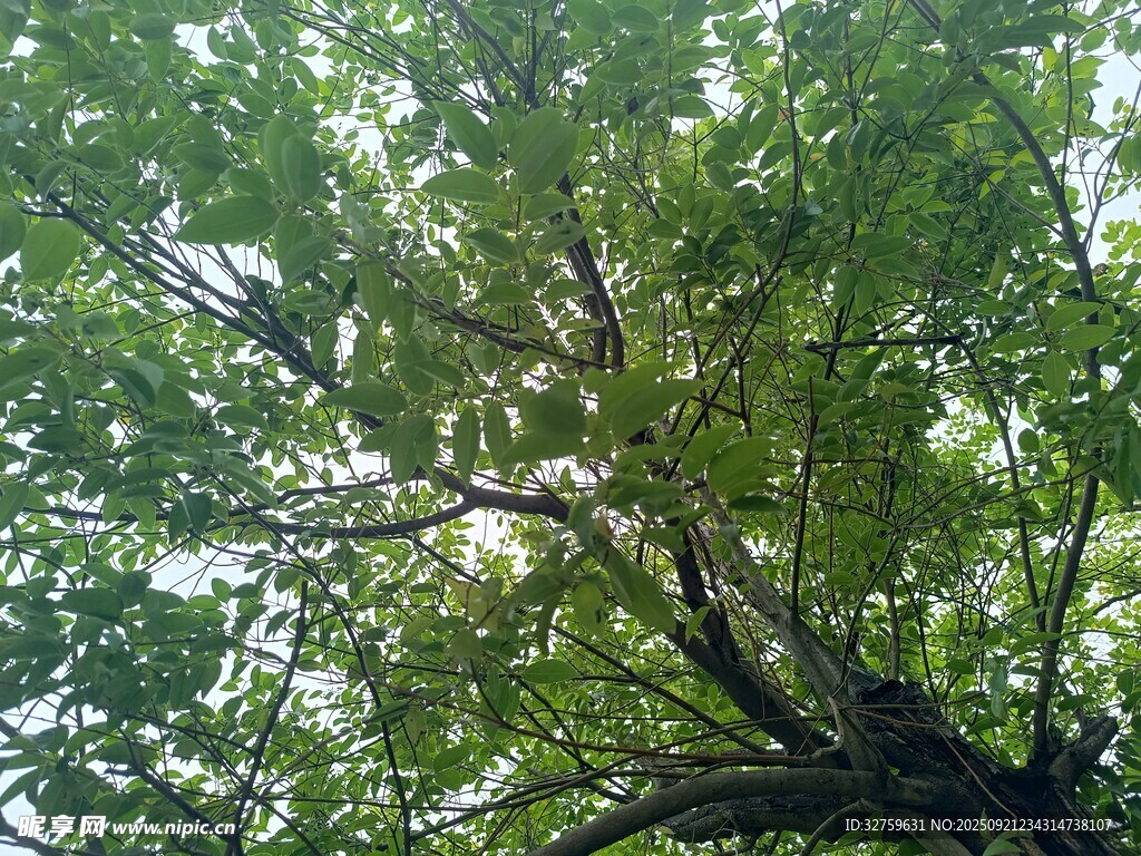 仰視茂密樹(shù)冠
