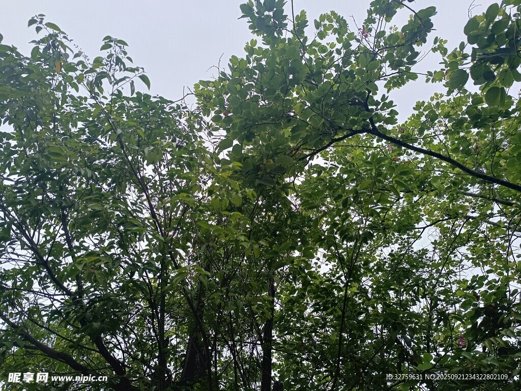 仰視茂密綠樹樹冠