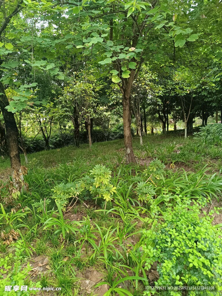 林間綠意盎然的自然景致