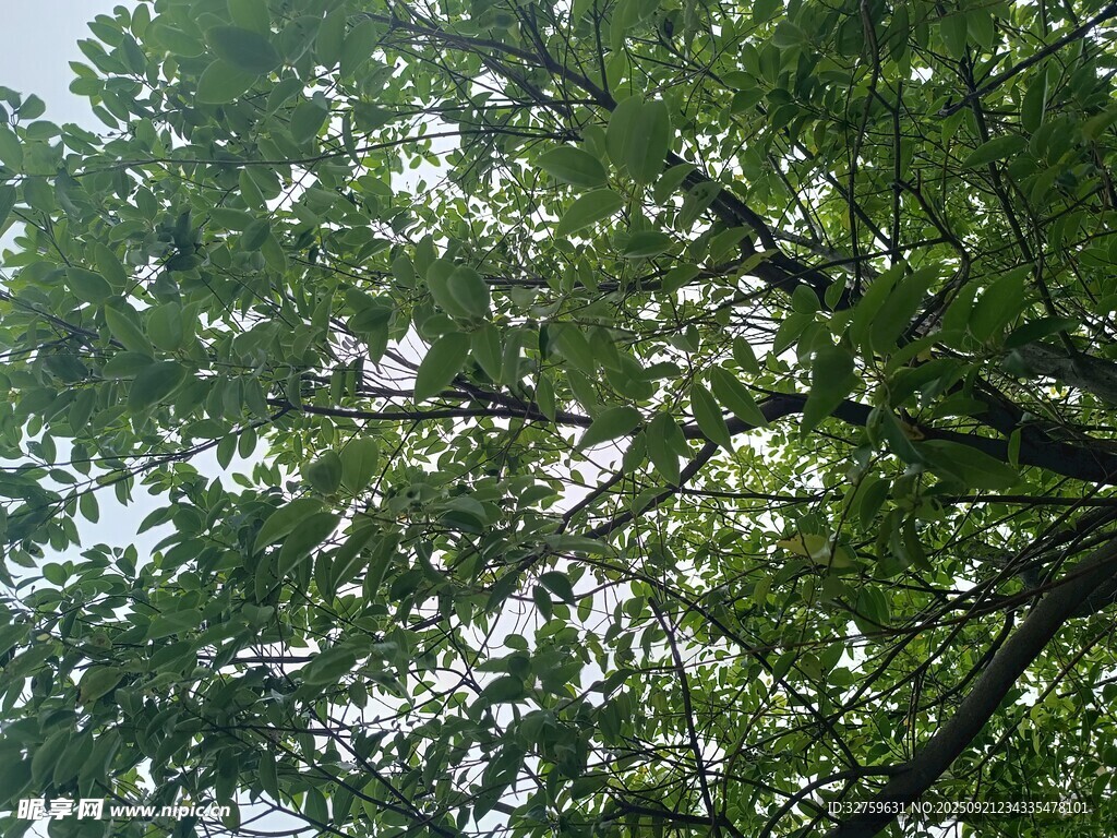 仰視繁茂綠樹樹冠