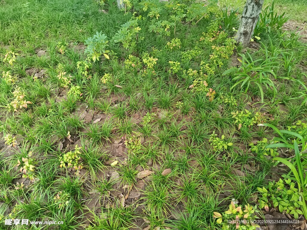 草地中的綠色植物景觀