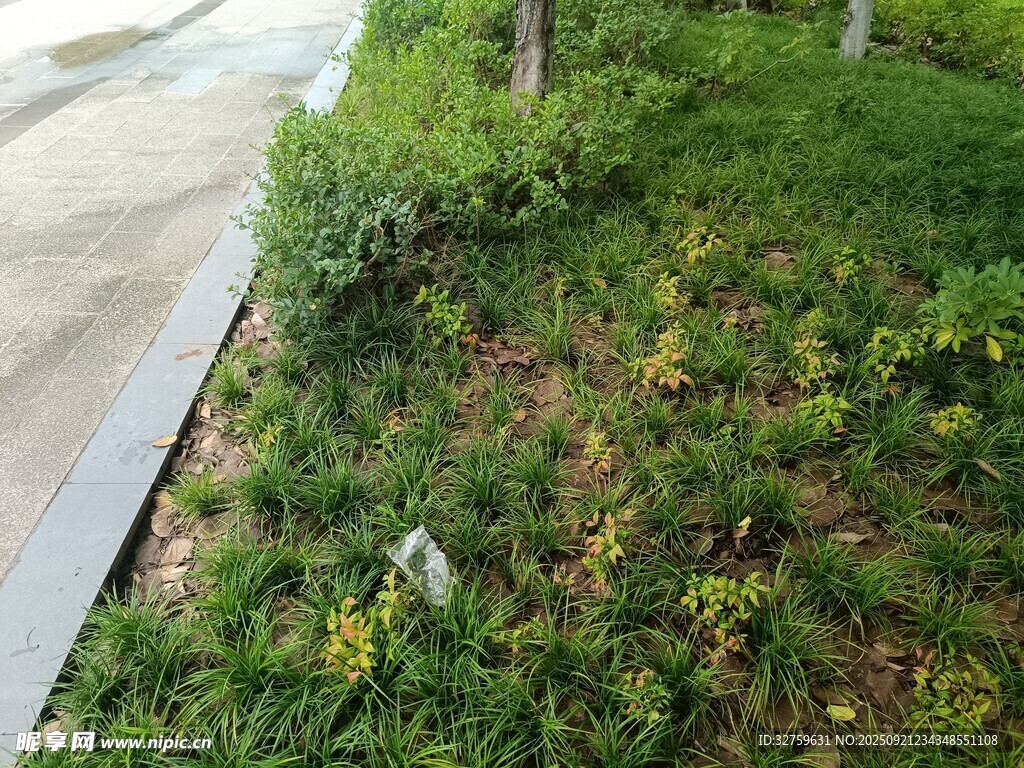 路邊綠意盎然的草地