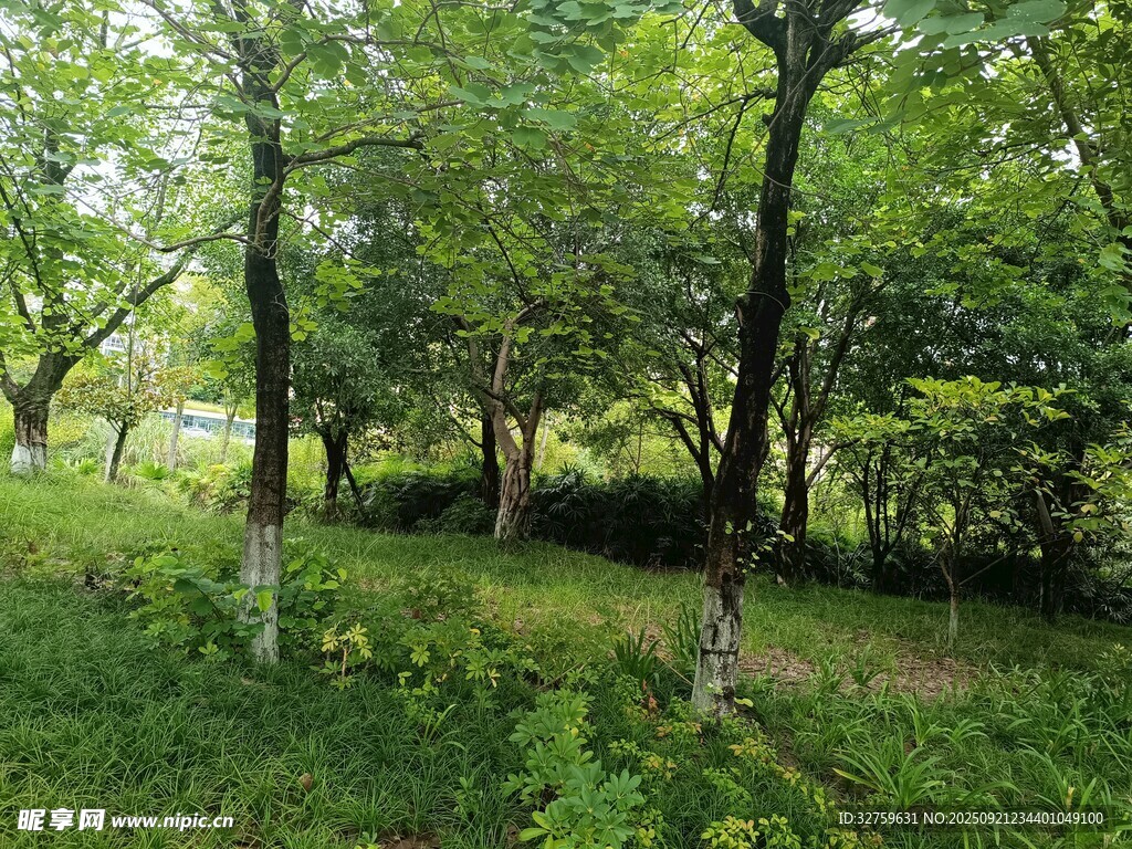 夏日林間綠意盎然