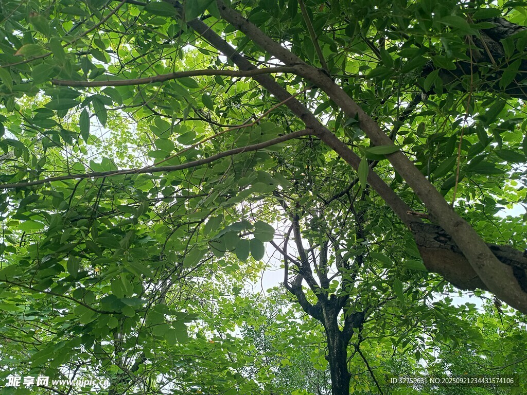 仰視蔥郁樹冠