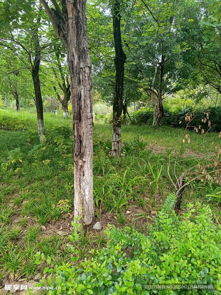 林間綠意盎然的自然景致