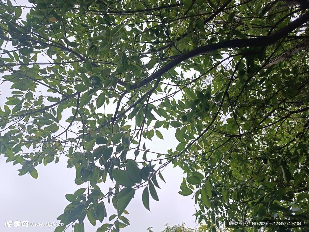 繁茂枝葉間的天空一角