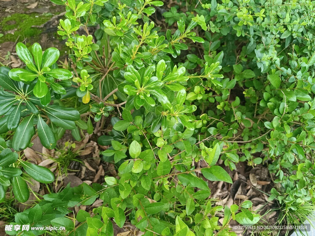 翠綠繁茂的戶外植物景觀