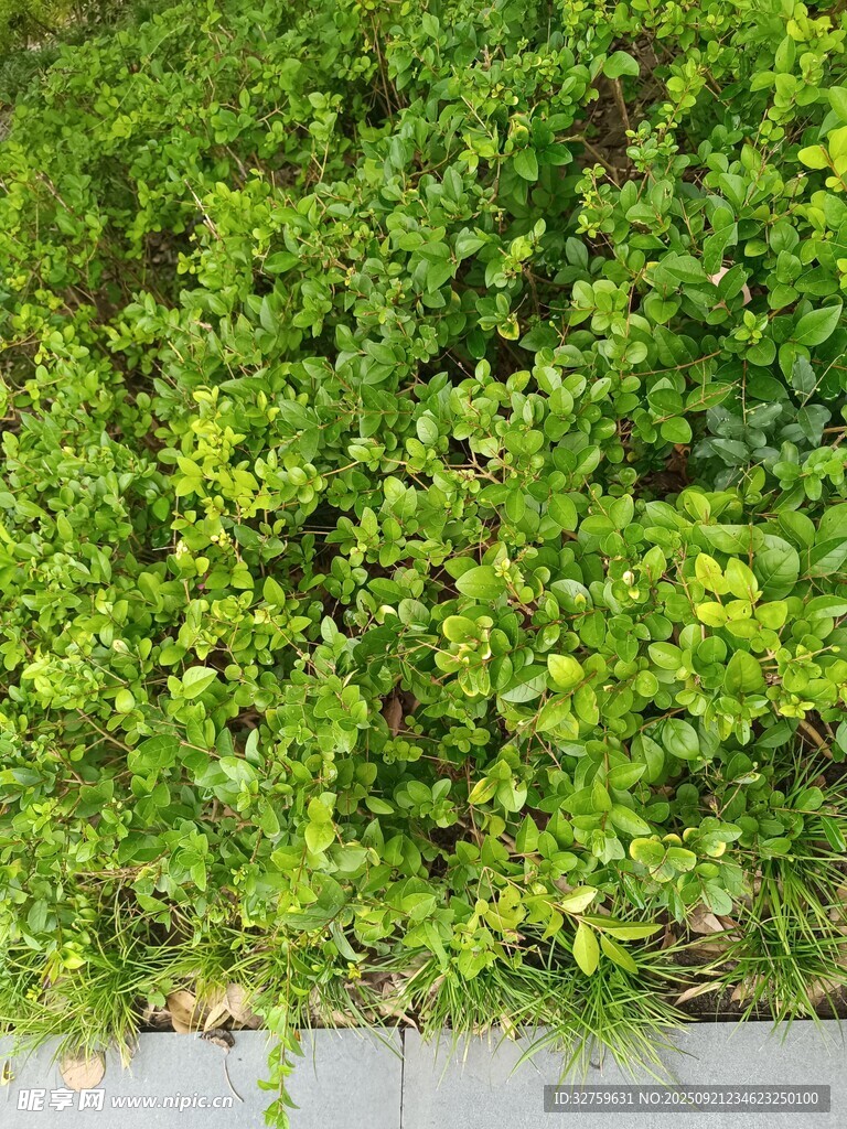 翠綠繁茂的低矮植物景觀